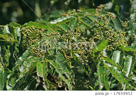 カラスザンショウの実 17659952