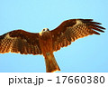 とんび とんび 17660380