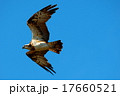 ミサゴ ミサゴ 17660521