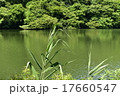 白神山地　十二湖　落口の池 17660547
