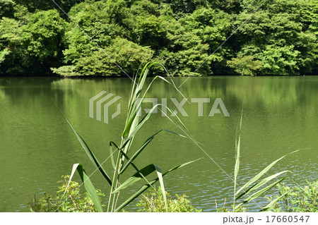 白神山地　十二湖　落口の池 17660547