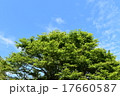 白神山地　十二湖　夏空の木 17660587
