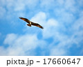 ミサゴ 秋空 ミサゴ 秋空 17660647