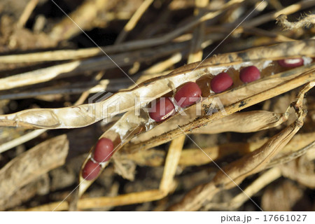 十勝の小豆 十勝の小豆 17661027