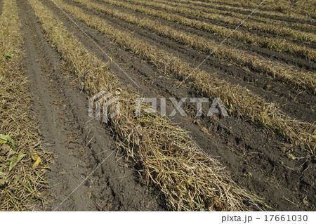 収穫直前の小豆畑 収穫直前の小豆畑 17661030