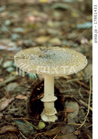 テングタケ 17661433