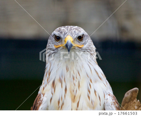 Ferruginous Hawk 17661503