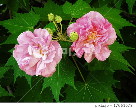朝咲き始めた花弁は白いが、時間がたつにつれてピンクに変る八重咲きの変種、酔芙蓉の花。 17661678