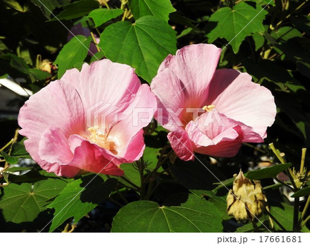 朝咲き始めた花弁は白いが、時間がたつにつれてピンクに変る八重咲きの変種、酔芙蓉の花。 17661681
