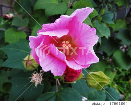 芙蓉の花言葉はしとやかな恋人、まさにその通りの品のある美しさが光る。 芙蓉の花言葉はしとやかな恋人、まさにその通りの品のある美しさが光る。 17661864