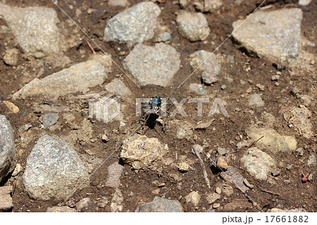 ナミハンミョウ 17661882