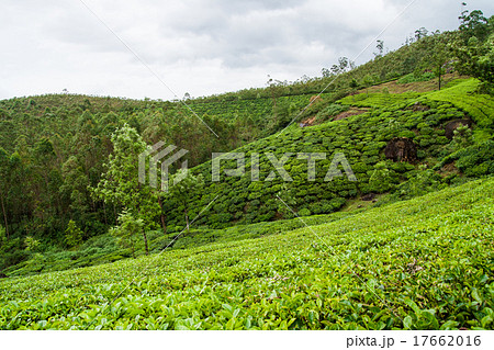 Tea plantations munnar india 17662016