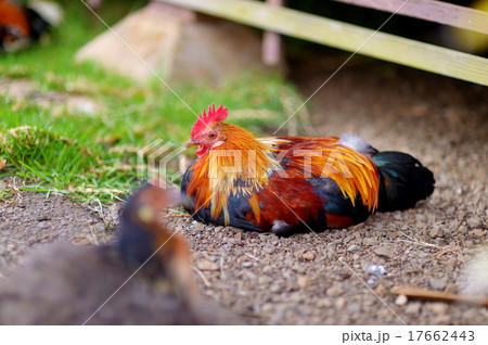 Beautiful wild rooster on Kauai island 17662443