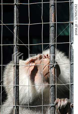Mandrill monkey behind bars looking up Mandrill monkey behind bars looking up 17662582