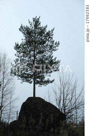 Pine growing on a granite boulder Pine growing on a granite boulder 17662583