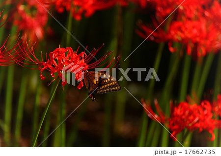 お彼岸の頃① 17662735