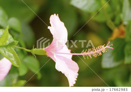 Hibiscus Hibiscus 17662983
