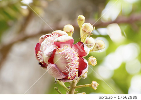 Effects of cannonball Tree Effects of cannonball Tree 17662989
