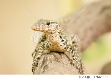 Water monitor or Varanus salvator is a large lizar Water monitor or Varanus salvator is a large lizar 17663182
