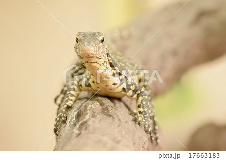 Water monitor or Varanus salvator is a large lizar Water monitor or Varanus salvator is a large lizar 17663183