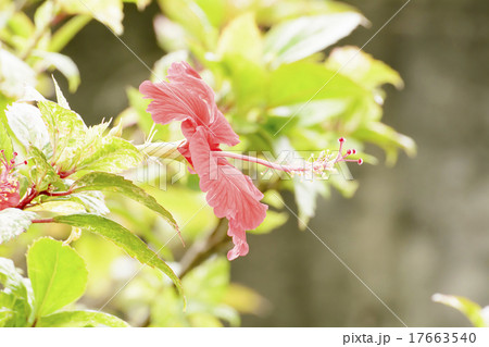 Hibiscus 17663540