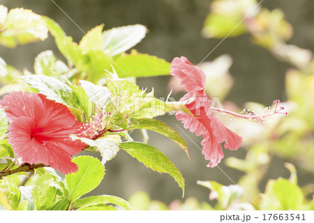 Hibiscus Hibiscus 17663541