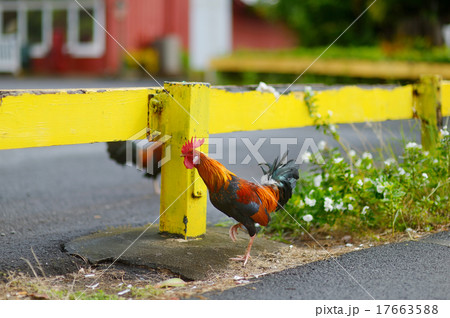 Beautiful wild rooster on Kauai island 17663588