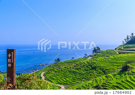 早朝の白米千枚田 17664902