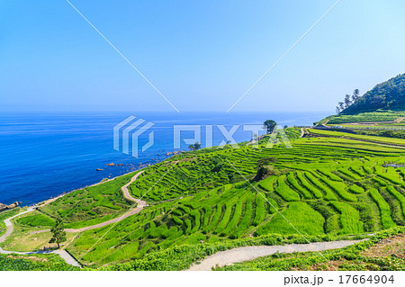 早朝の白米千枚田 17664904