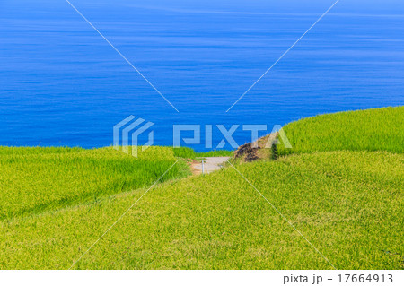 早朝の白米千枚田 17664913