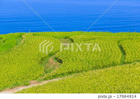 早朝の白米千枚田 17664914