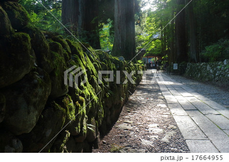 光前寺　杉並木参道 17664955