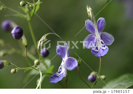 自然 植物 カリガネソウ きれいな花ですが葉には独特の臭いがあるそうですの写真素材