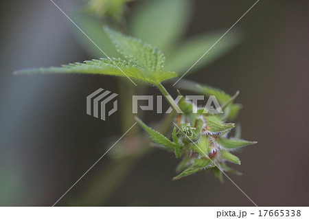 自然 植物 カナムグラ、地味な雌花です。しぶとい雑草として嫌われていますが生薬になります 自然 植物 カナムグラ、地味な雌花です。しぶとい雑草として嫌われていますが生薬になります 17665338