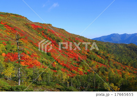 紅葉の大雪山 銀泉台 紅葉の大雪山 銀泉台 17665655