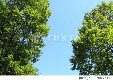 雑木の森 雑木の森 17665731