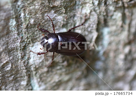 生き物　昆虫　クロコガネ、「クロ」とついていますが光沢のある深いあずき色がきれいなコガネムシ① 17665734