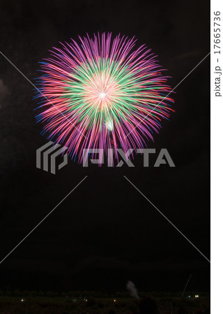 昇り小花付三重芯五色変色大ダリア 17665736