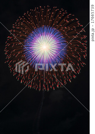 昇天銀竜五重芯変化菊 昇天銀竜五重芯変化菊 17665739