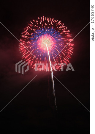 昇曲付三重芯変化菊 17665740