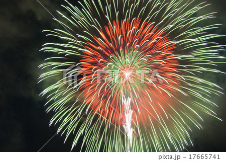 昇曲付五重芯変化菊 17665741