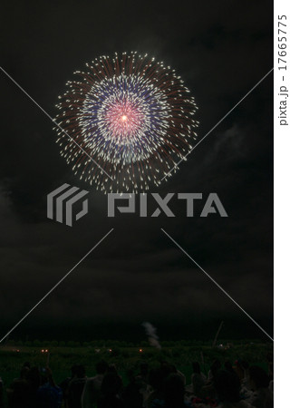 昇曲導付三重芯菊先光露 17665775