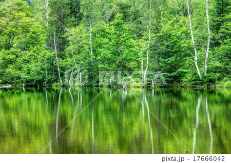 まいめの池 17666042