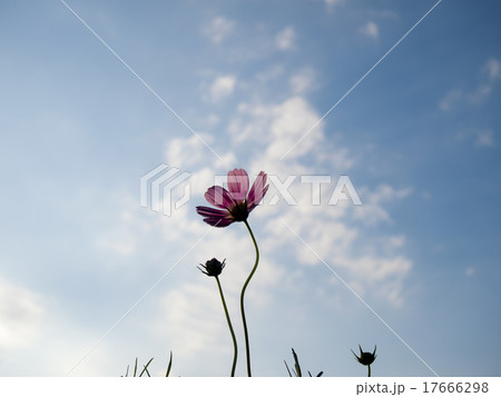 夕暮れのコスモス 17666298