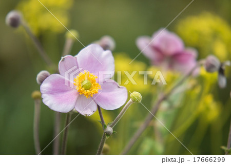 シュウメイギク シュウメイギク 17666299