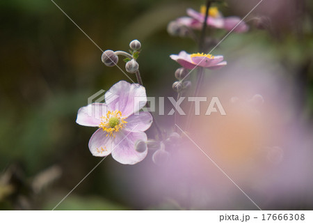 シュウメイギク 17666308