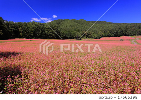 赤そばの里 17666398