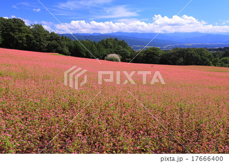 赤そばの里 17666400