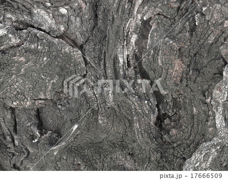 Big tree root Big tree root 17666509