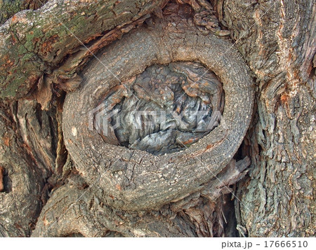 old gnarled tree old gnarled tree 17666510